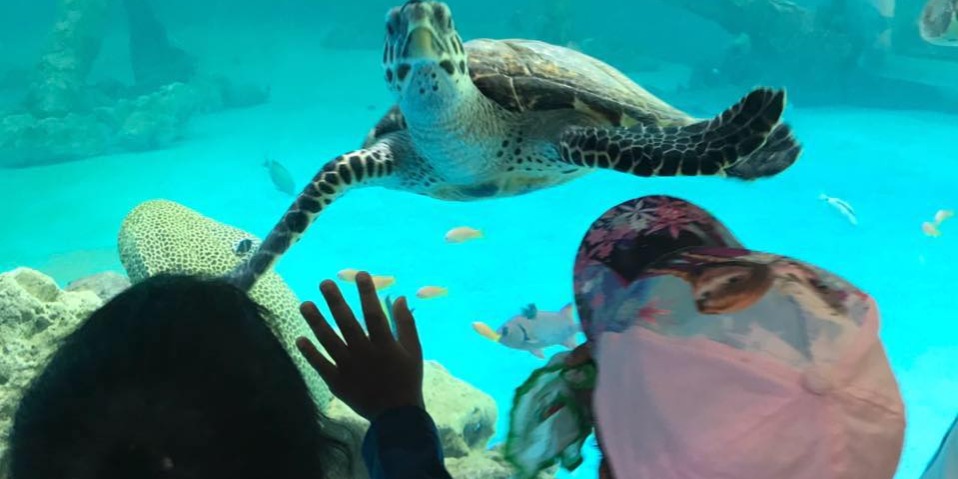 Aquarium de l'Ile Maurice